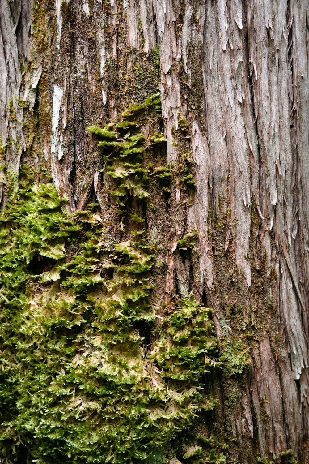 a close-up of a tree