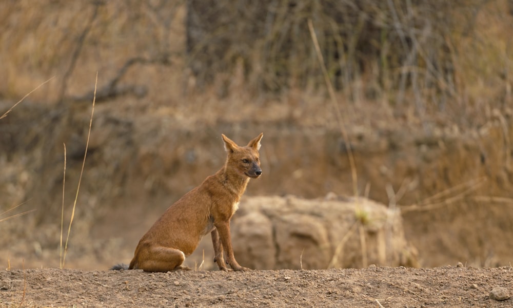 a fox sitting on the ground