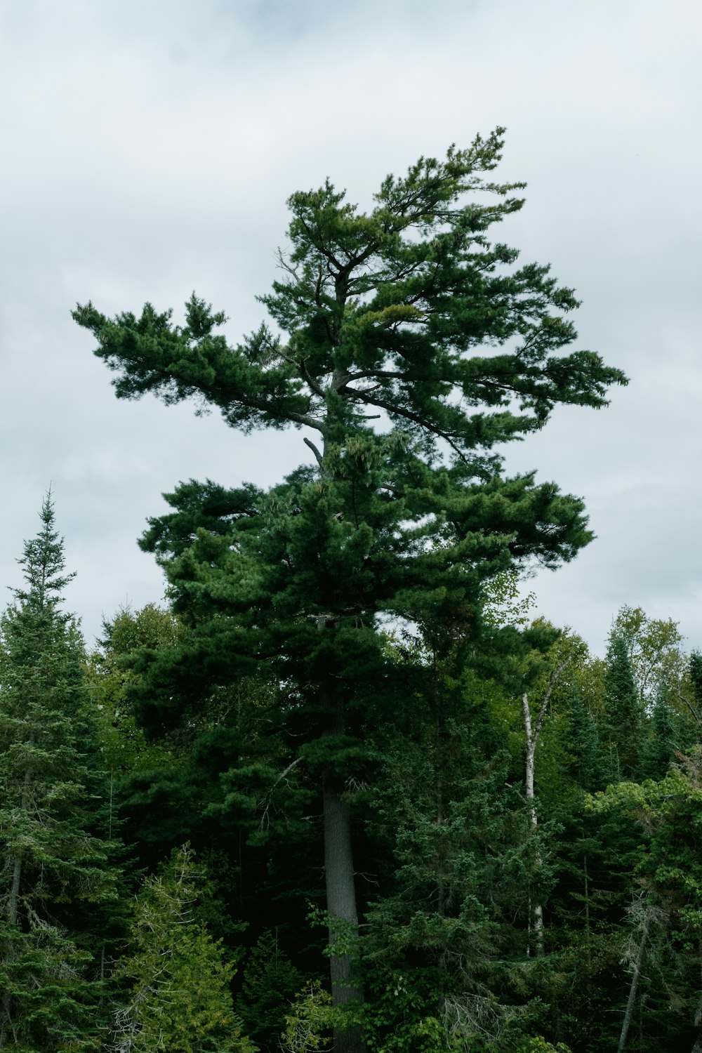 a tall tree with many branches