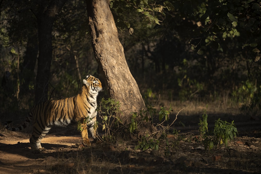 a tiger walking by a tree