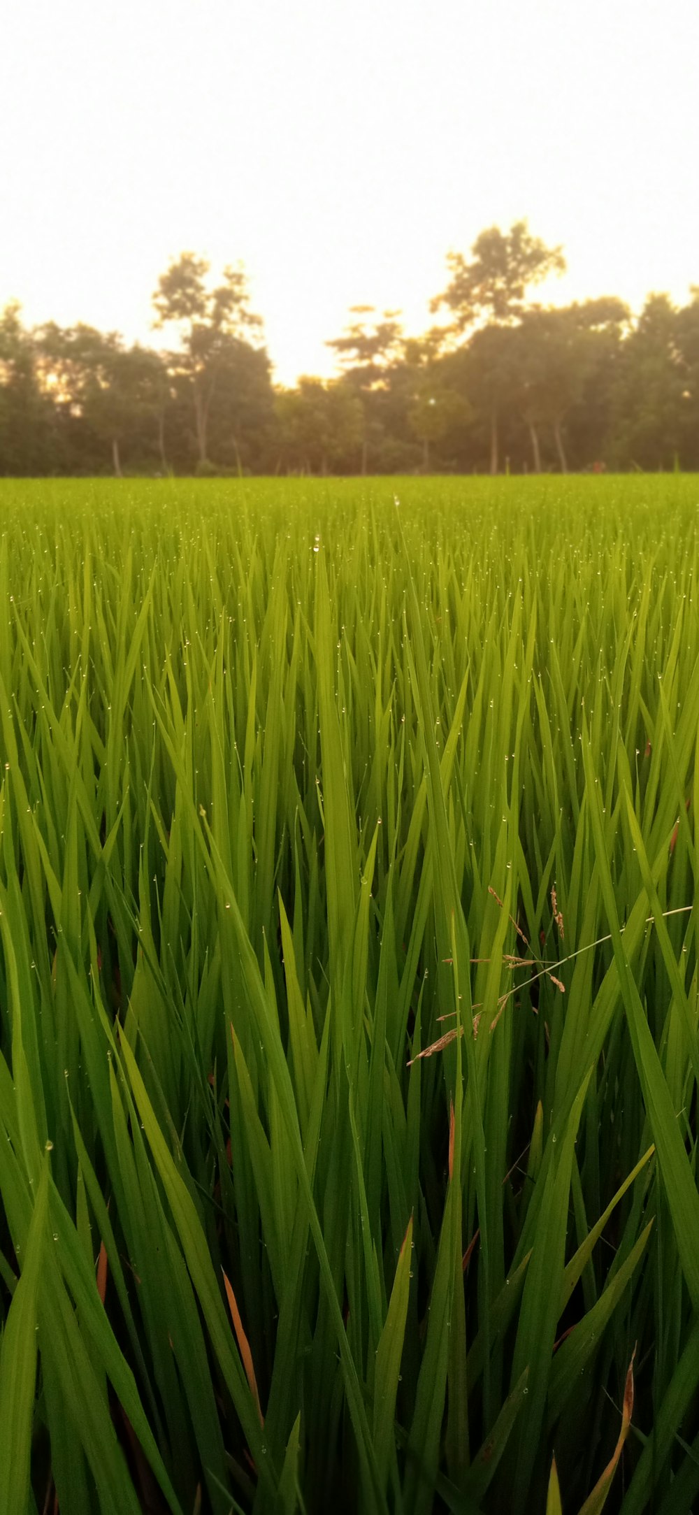 a field of grass with trees in the background