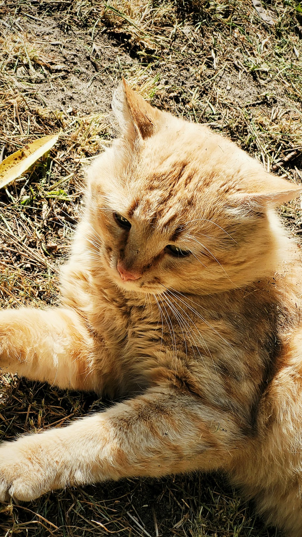 地面に横たわる猫