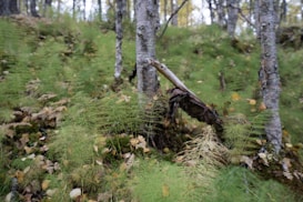 A forest scene featuring several slender trees with pale bark and a carpet of green ferns and fallen leaves covering the forest floor. The background shows more trees and lush greenery, creating a serene and natural setting.