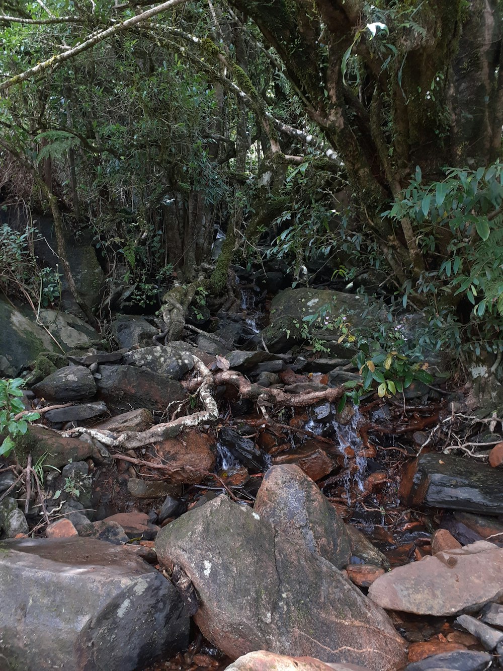 a stream in a forest