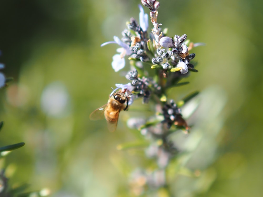 a bee on a flower