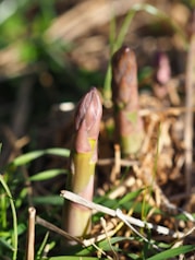 a close up of a plant