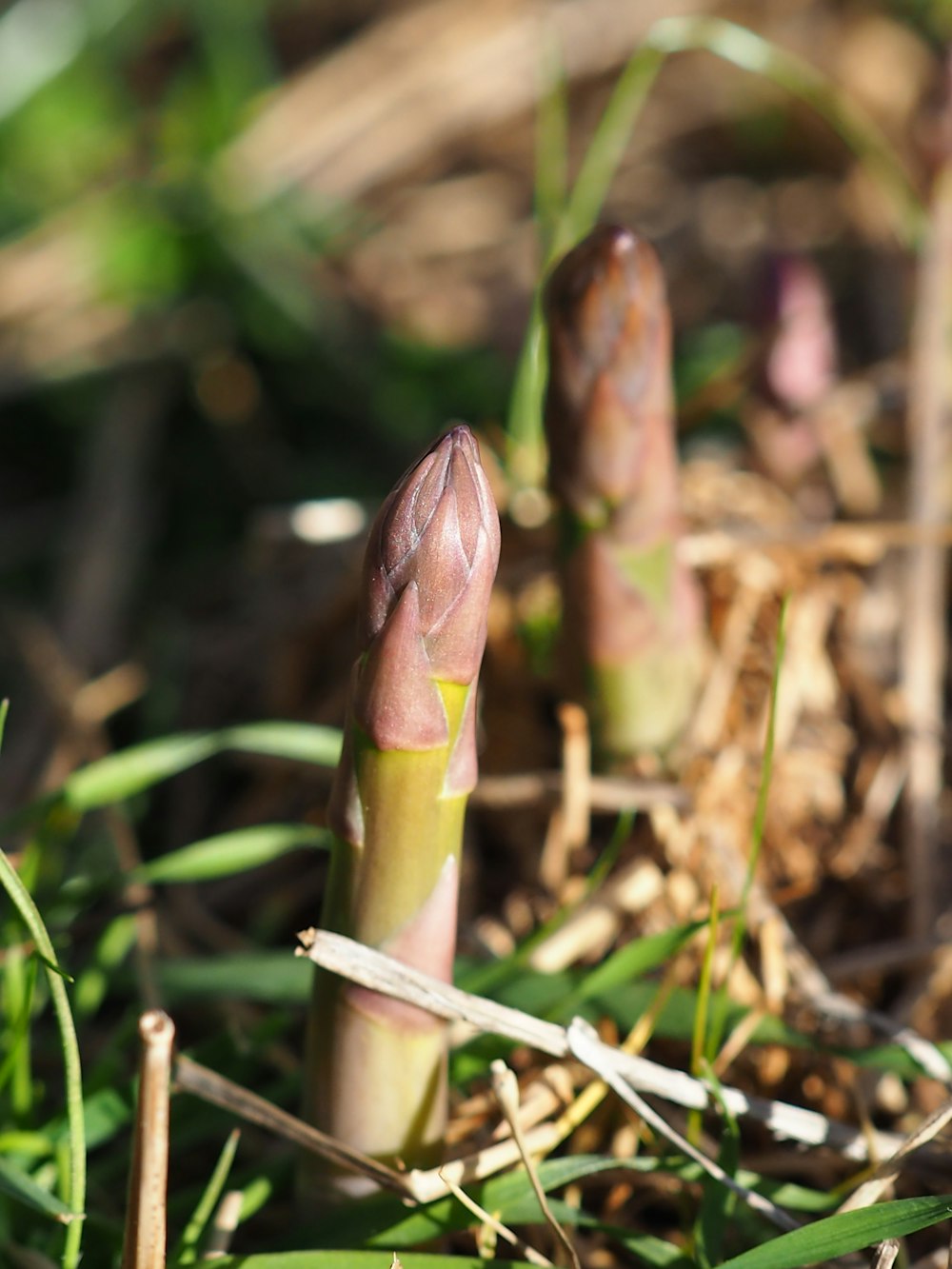 a close up of a plant