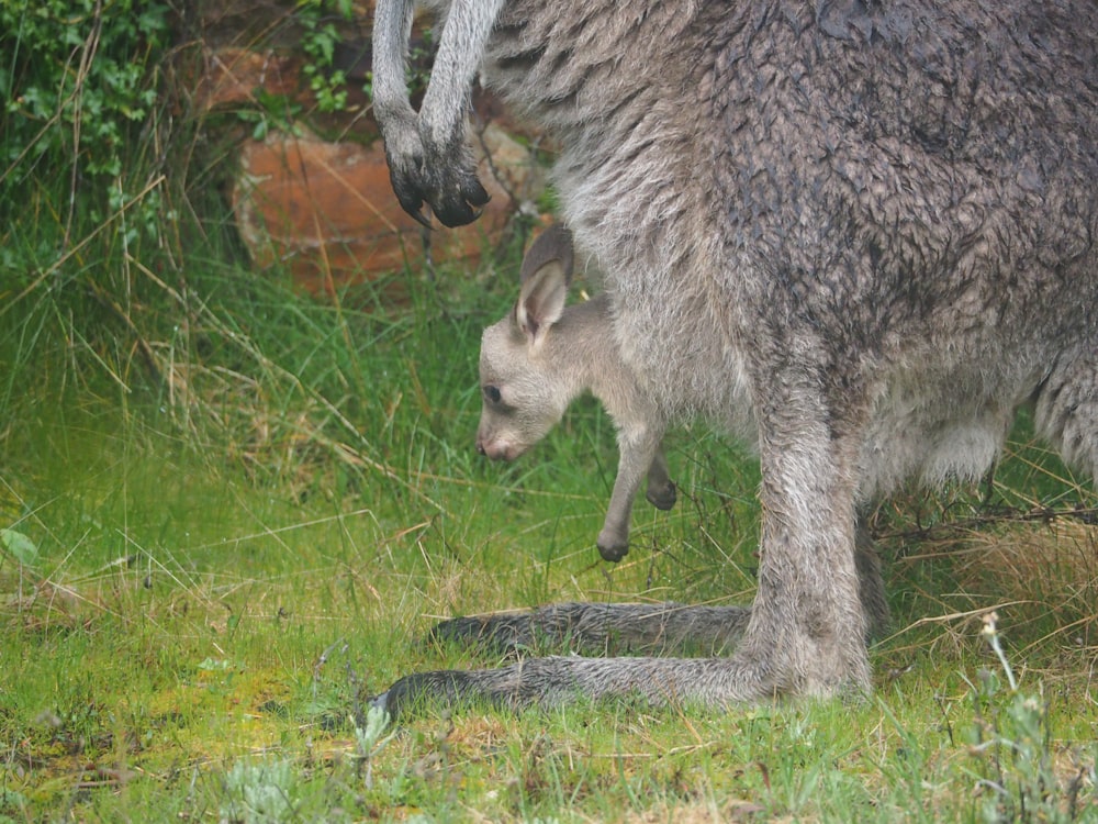 a hyena and a baby hyena in the grass