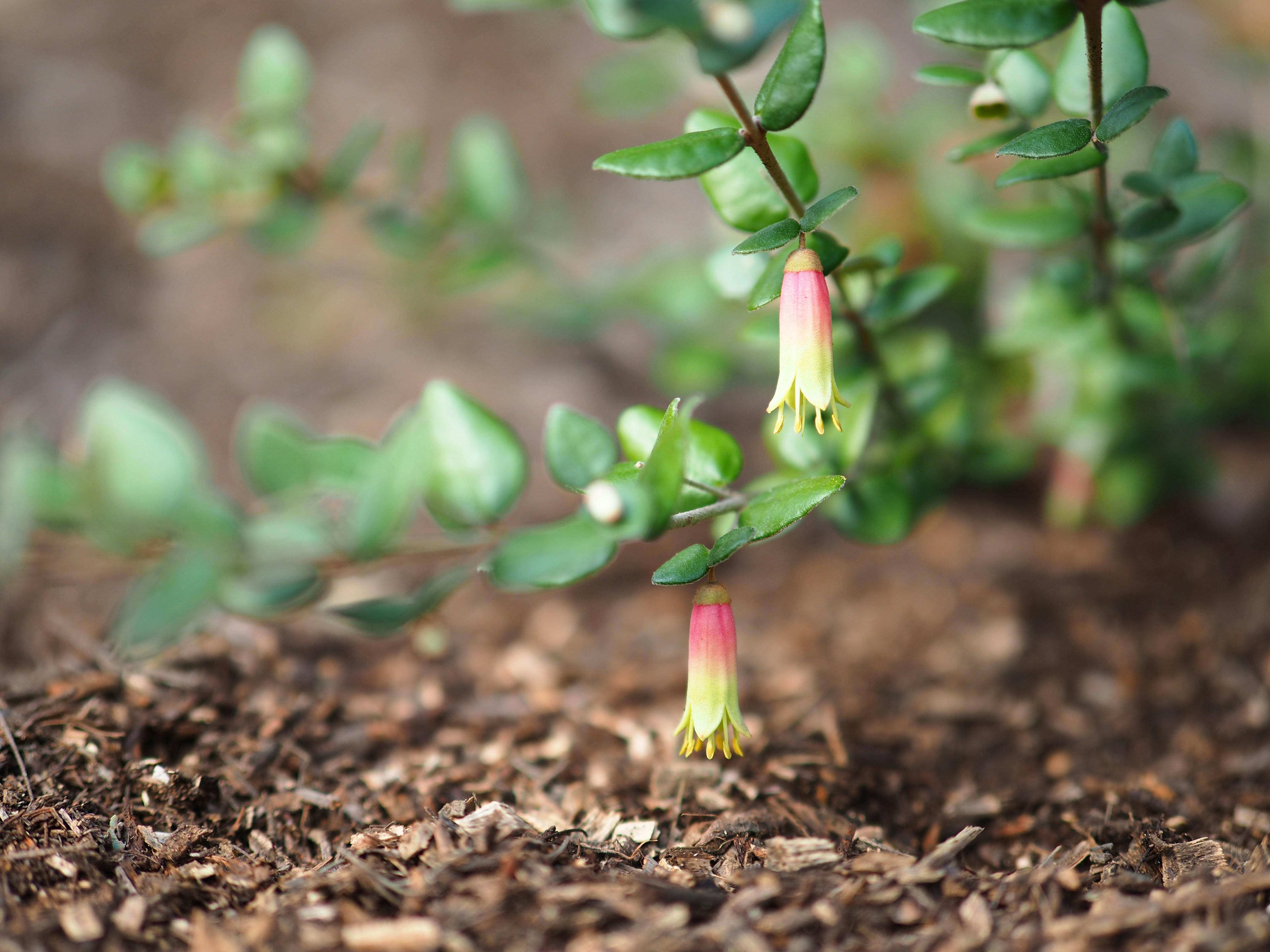 a flower with leaves