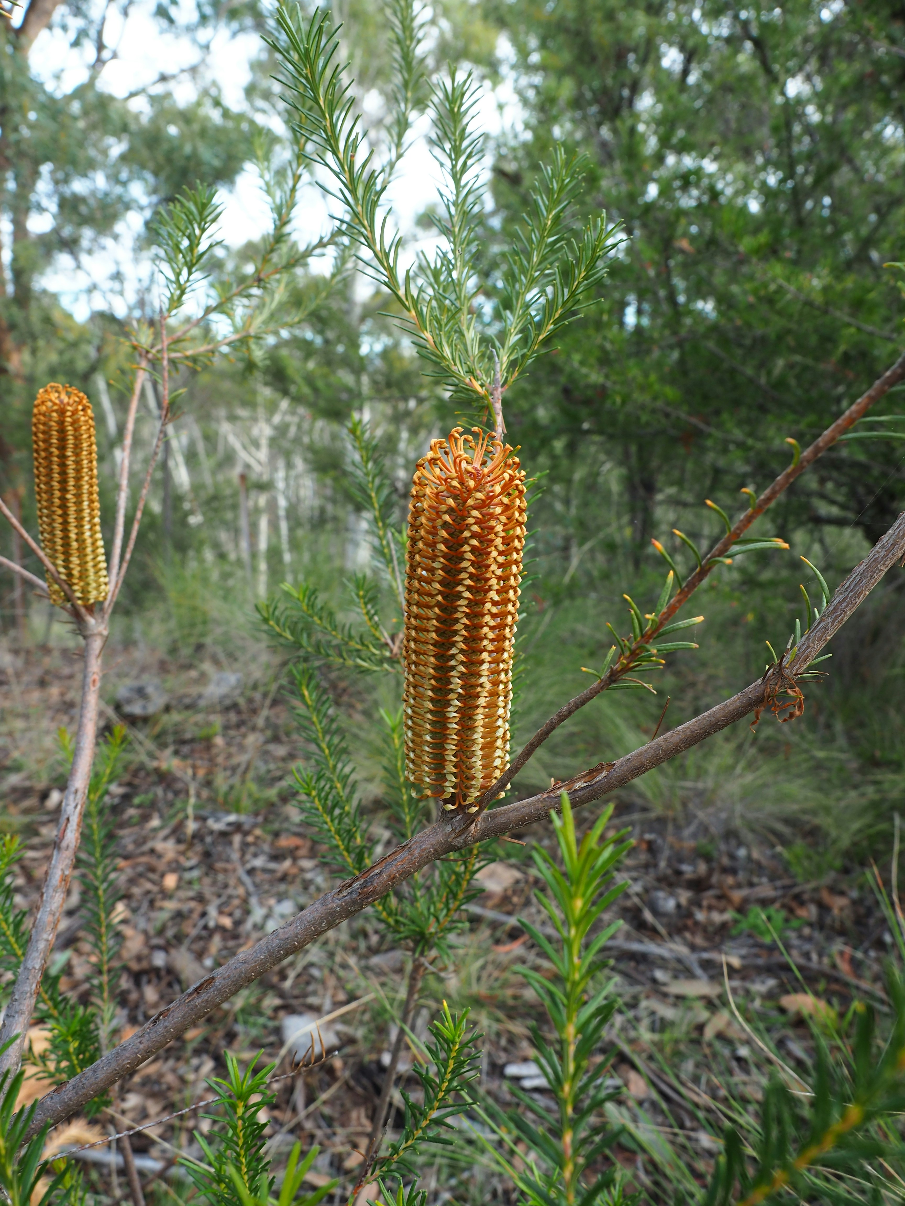 Banksia Ericifolia commercial hybrid - but self sown. At a guess the cockatoos had been around.