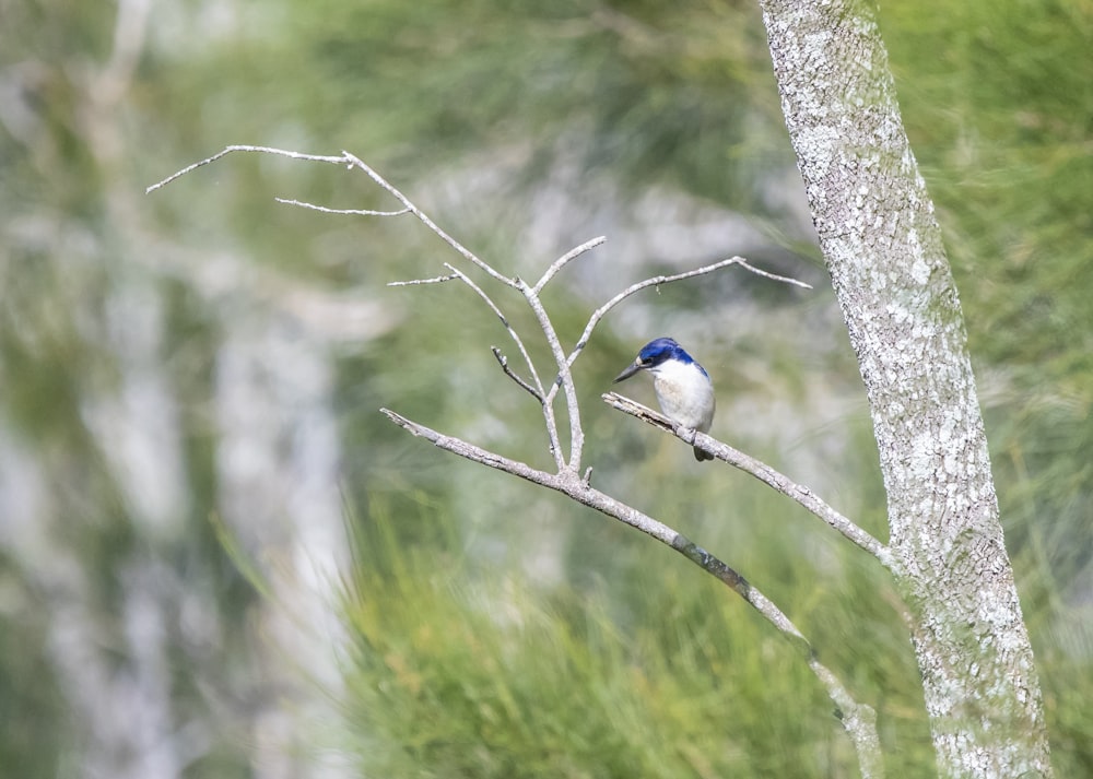 a bird sitting on a branch