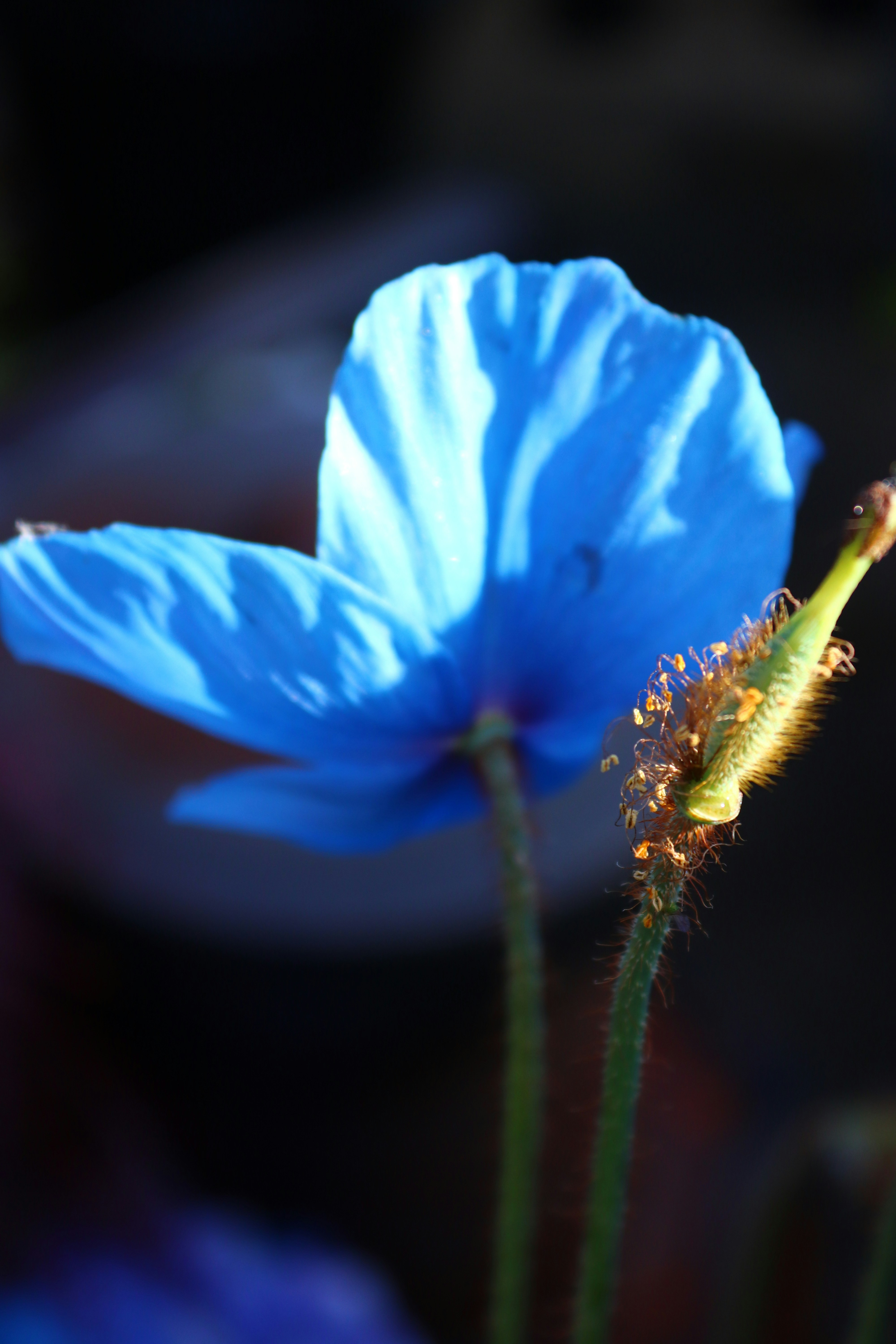 a close-up of a flower