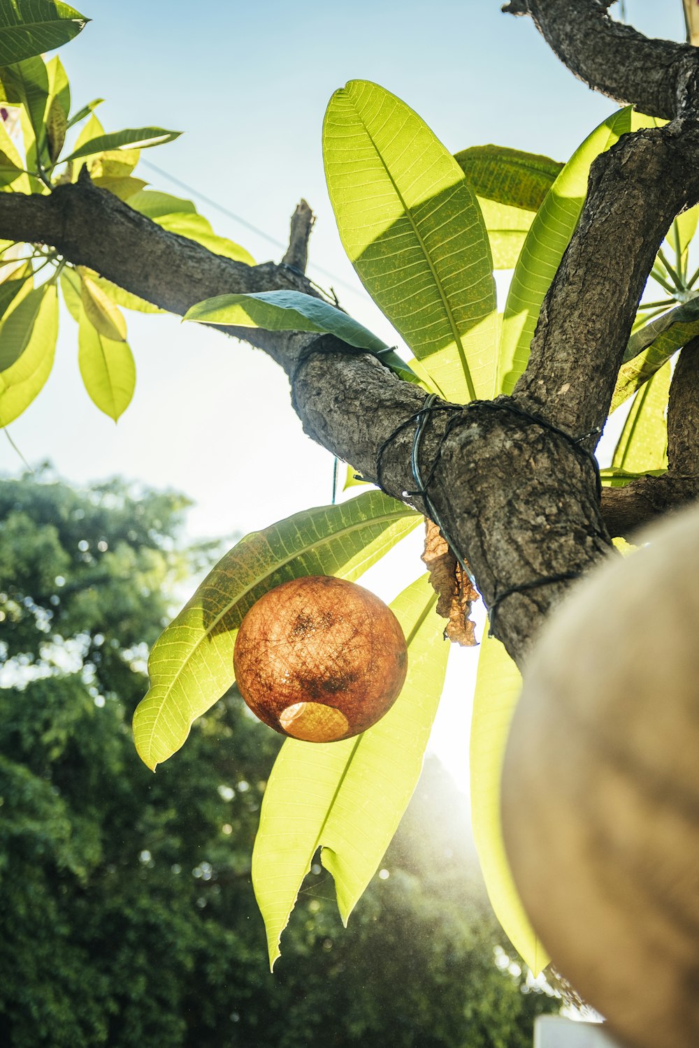 a person holding a fruit