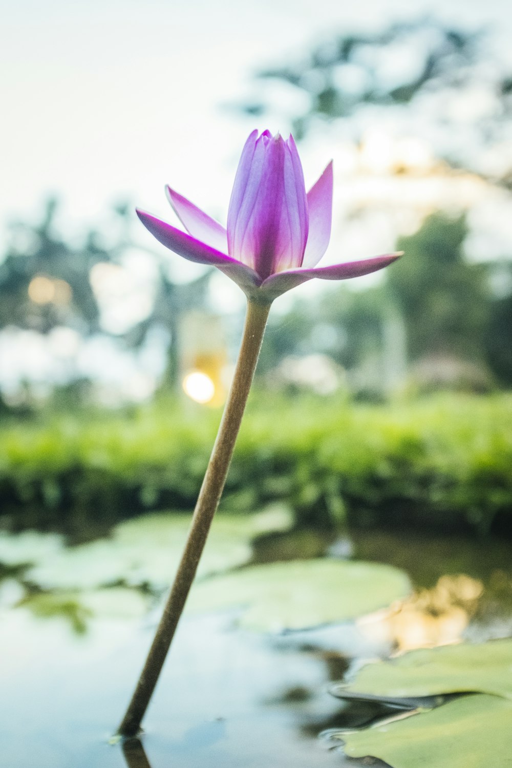 a close up of a flower