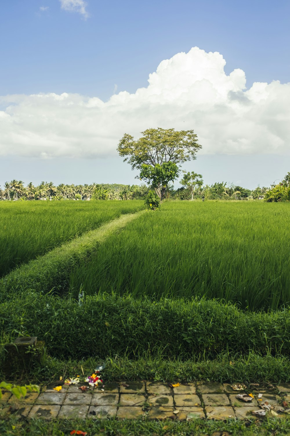 a large green field