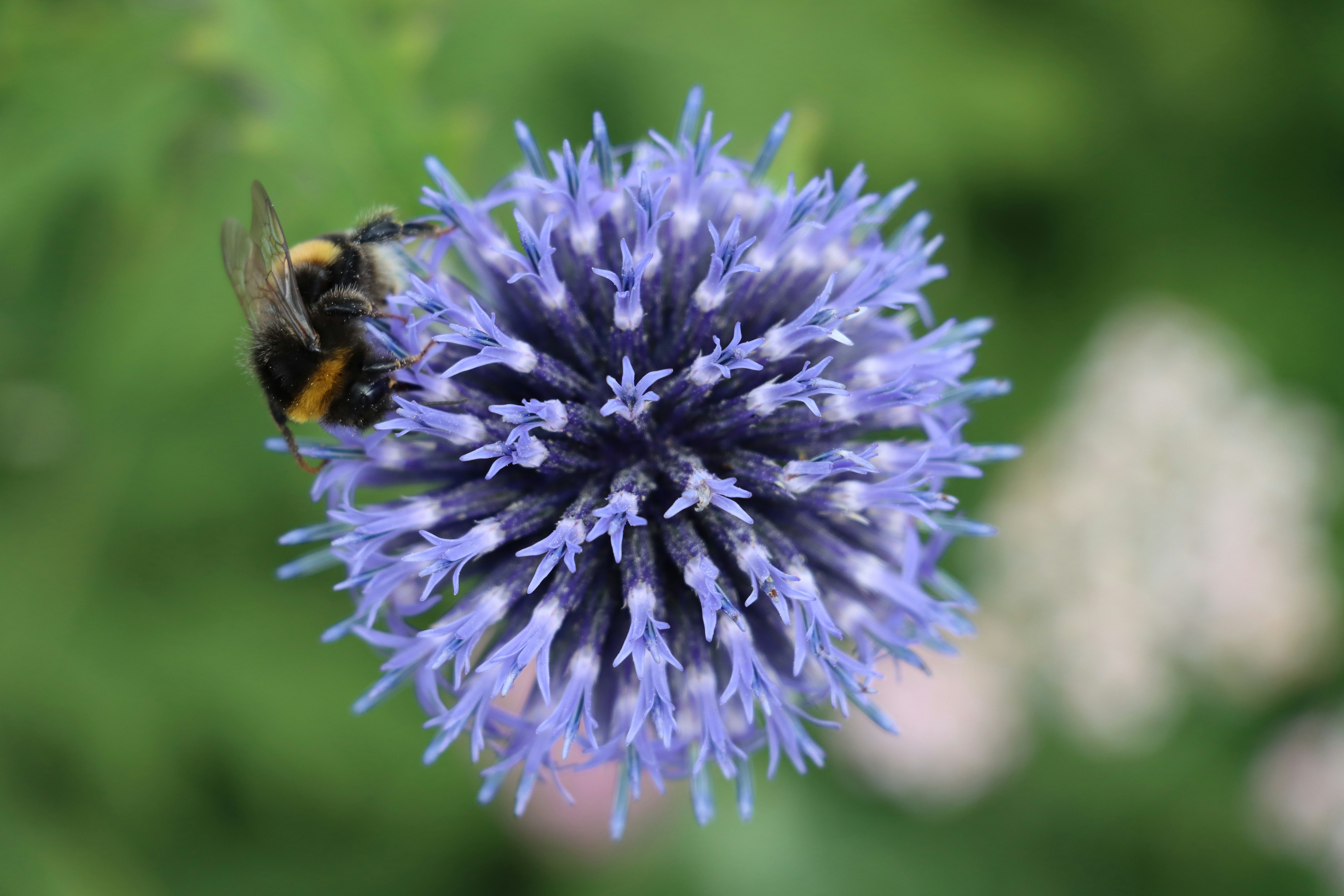 Photo by irina_chishkova