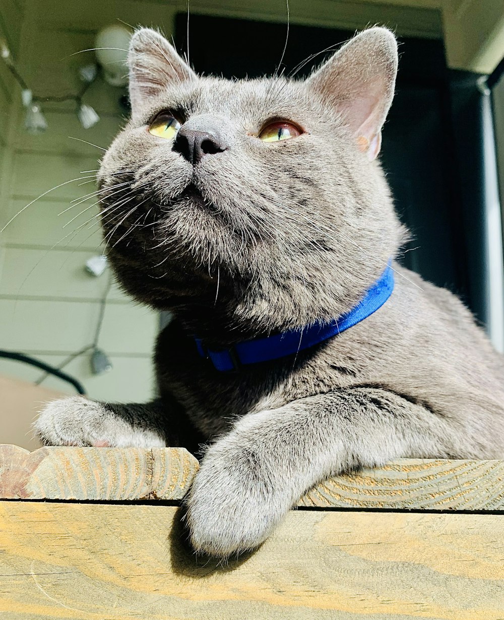 a cat lying on a table