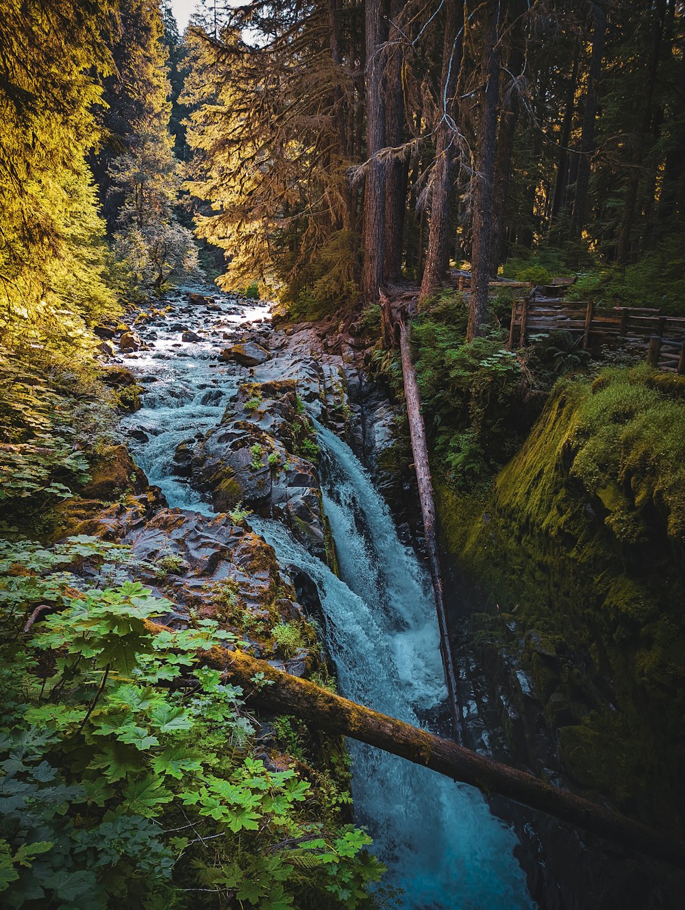 a stream in a forest