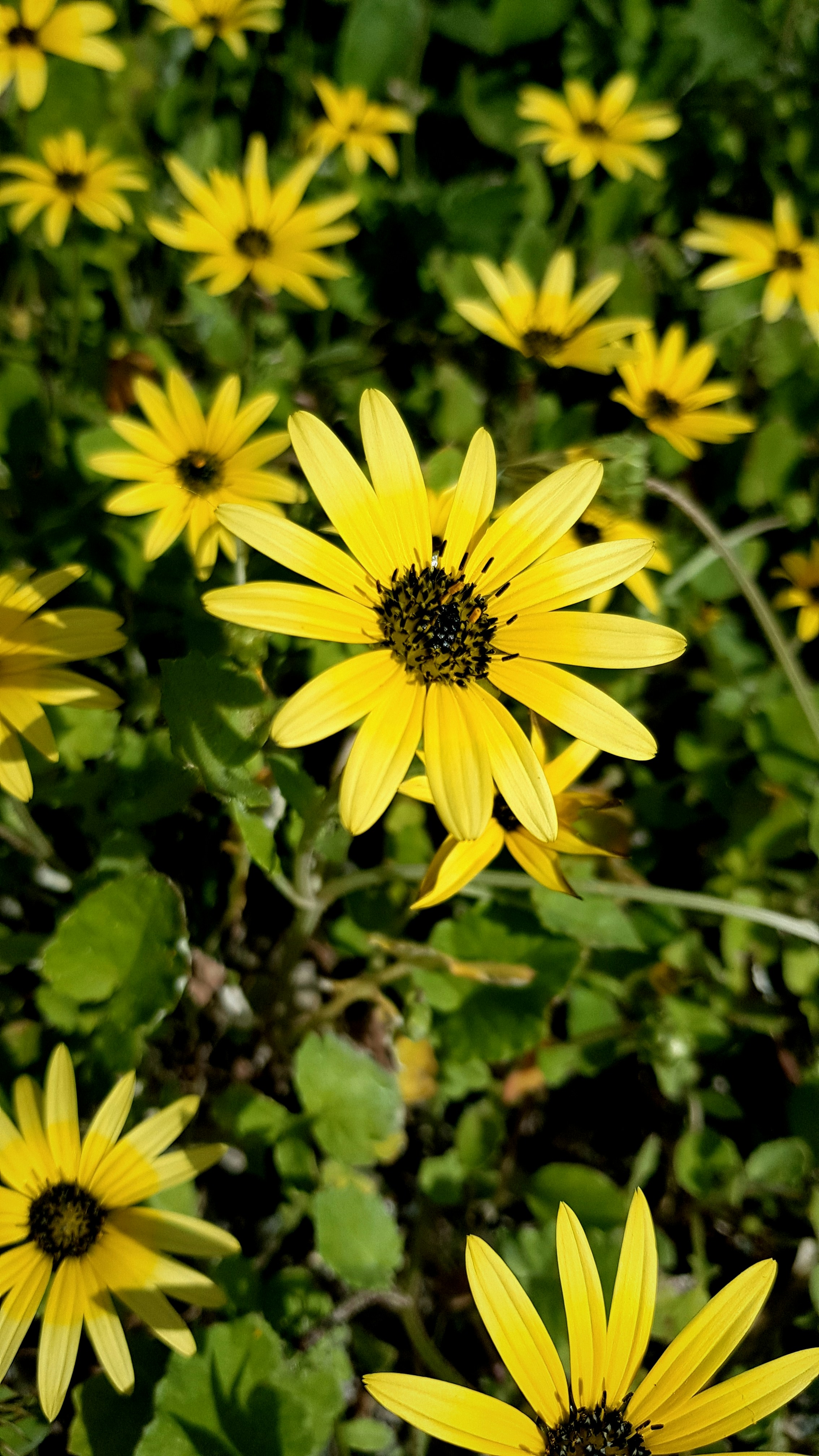 Photo by brittanys_meadow