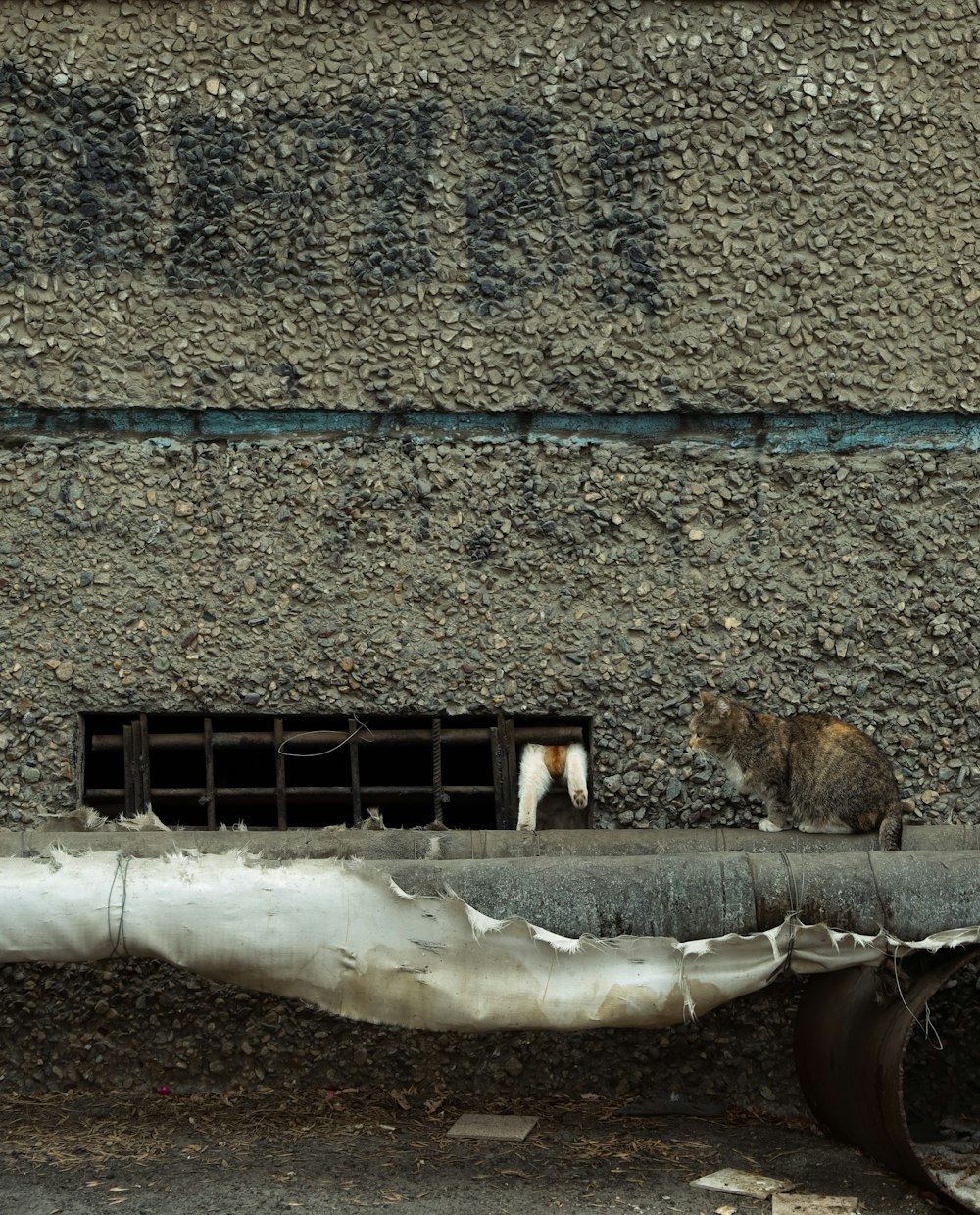 a cat sitting on a ledge