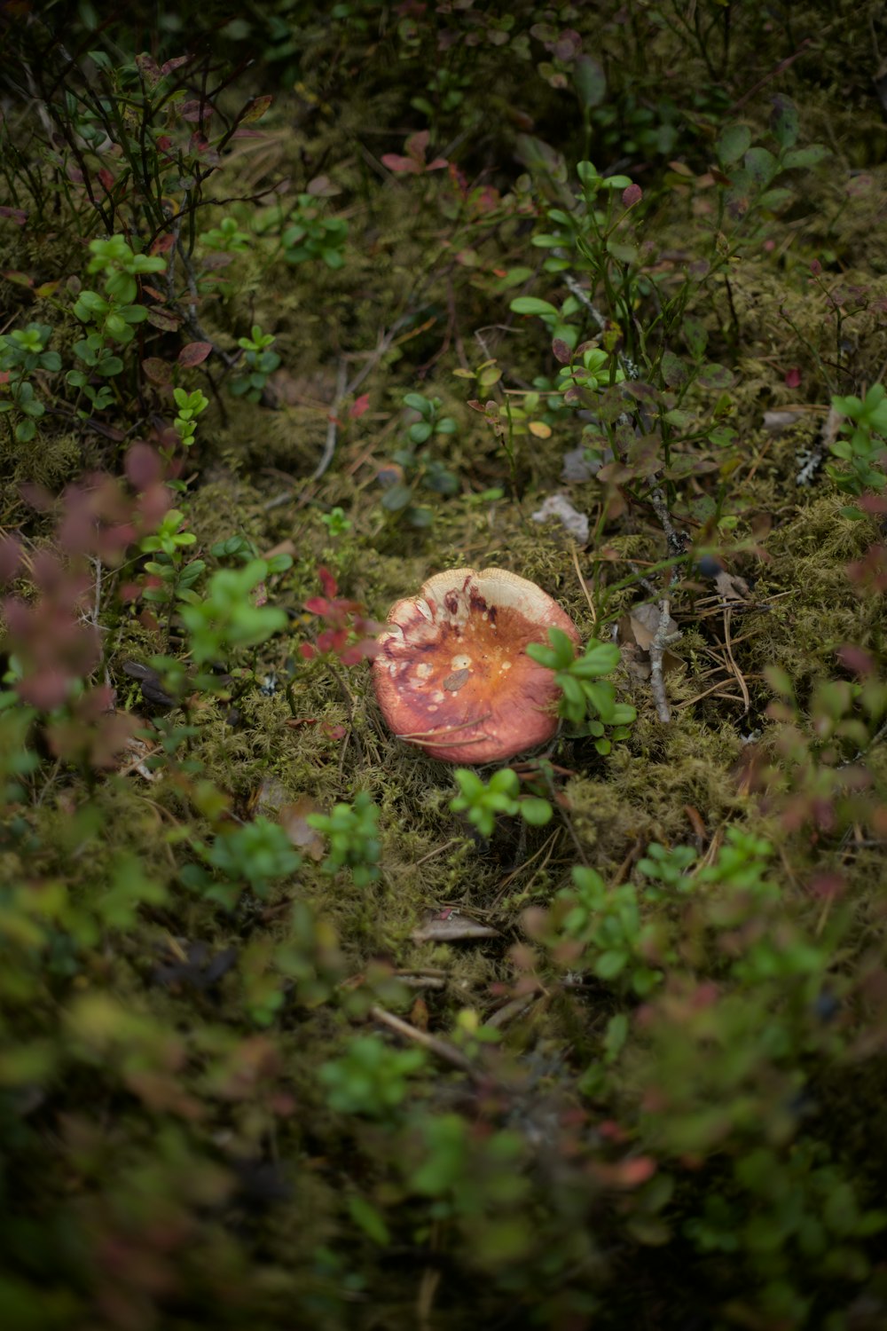 a mushroom growing in the ground