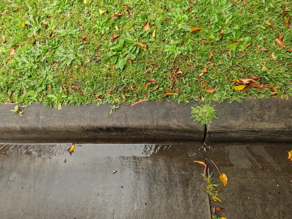 a tree growing in a concrete area