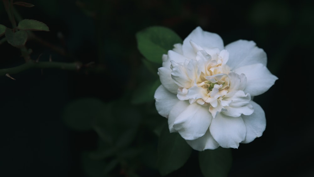 a white flower with green leaves