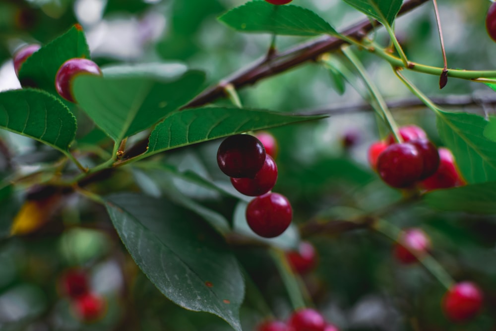 close up of berries on a tree