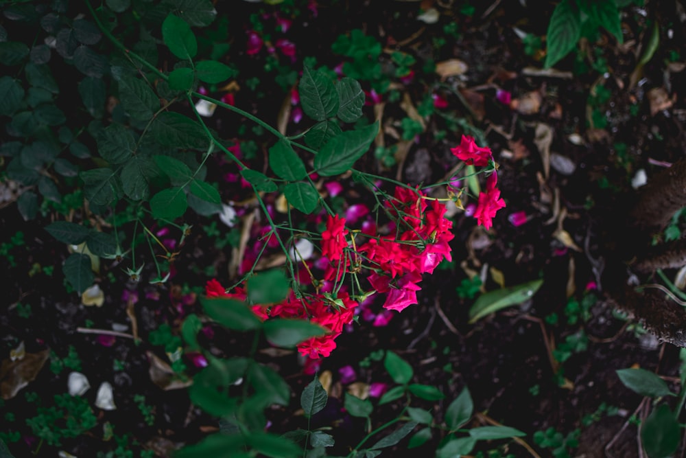 a group of flowers