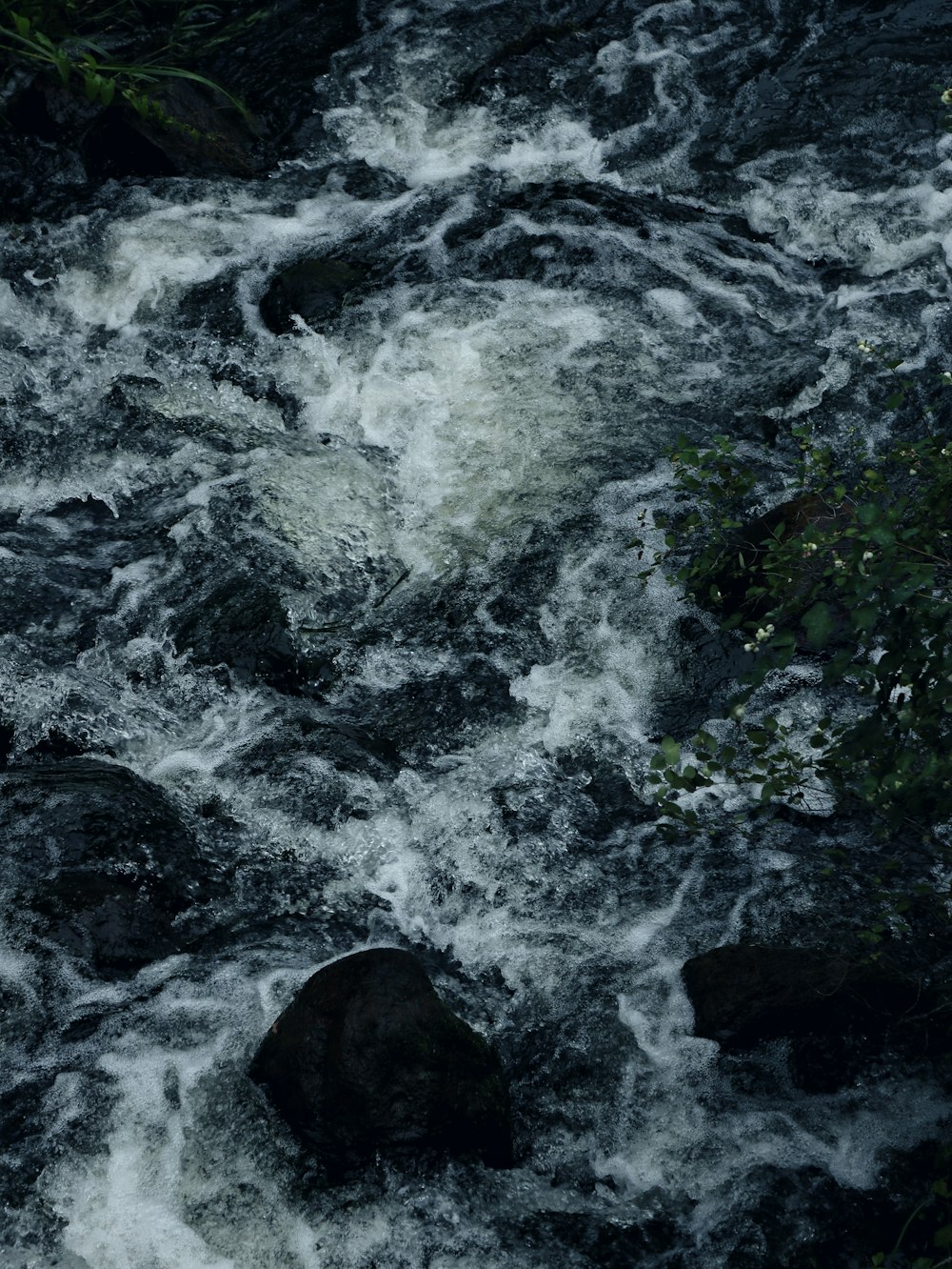 a river with rocks and plants