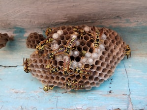A cluster of wasps is gathered on a hexagonal paper nest attached to a wooden surface. The nest is filled with several white, capped cells indicating the presence of larvae or pupae. The wasps have distinct black and yellow striped bodies and translucent wings.