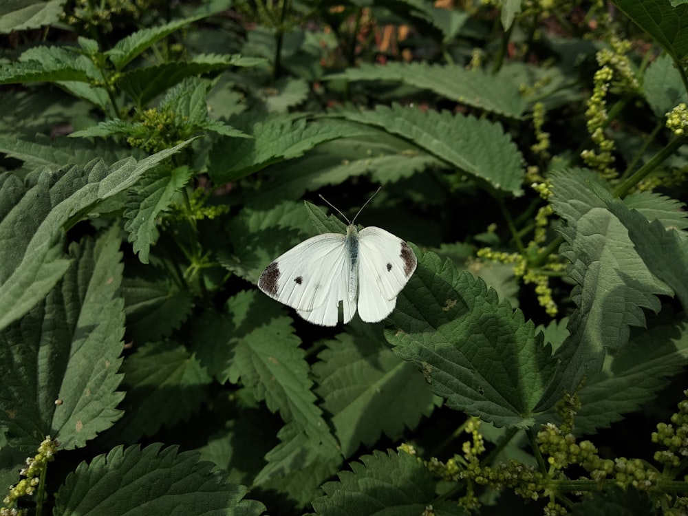 a white butterfly on a leaf