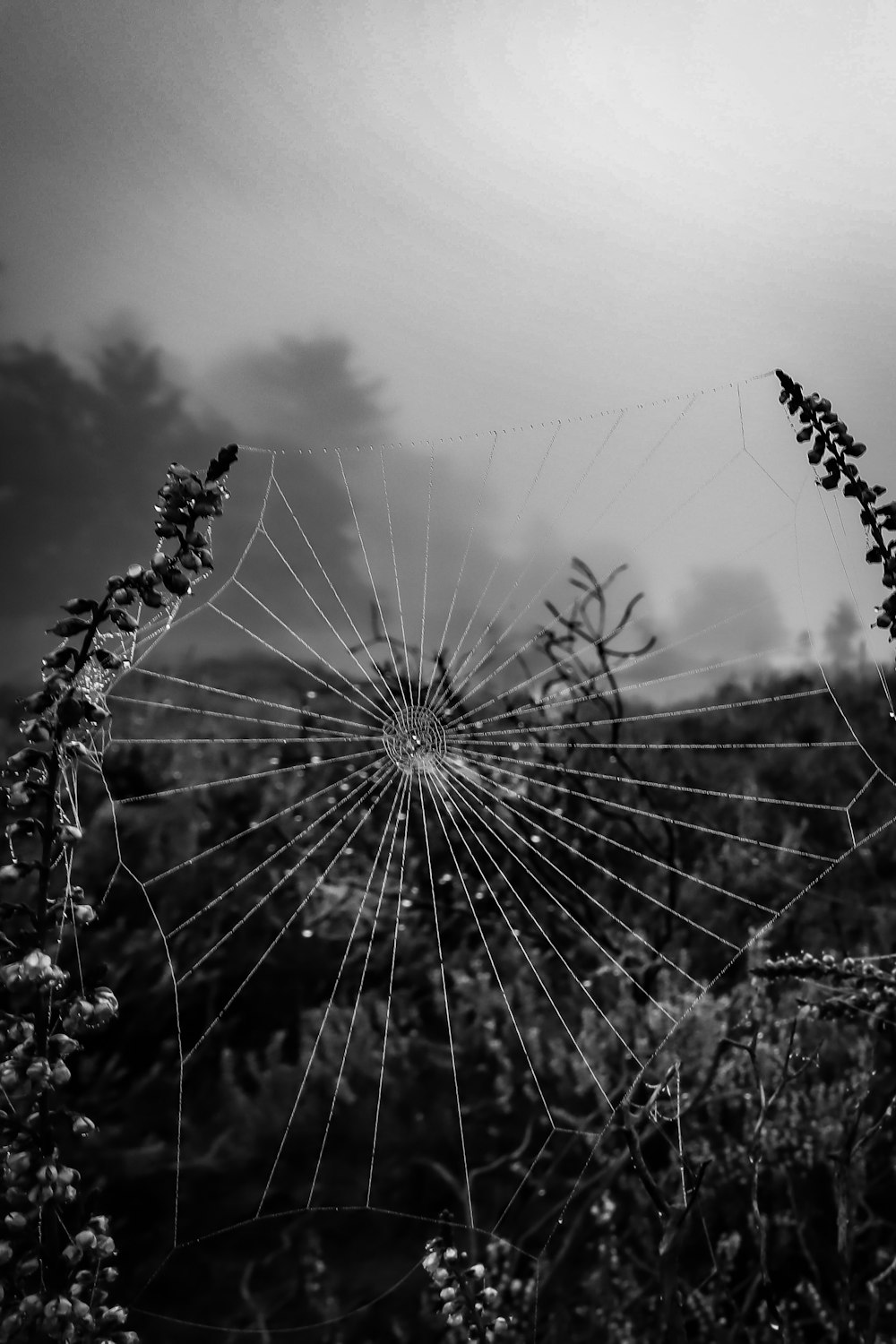 a black and white photo of a large cactus