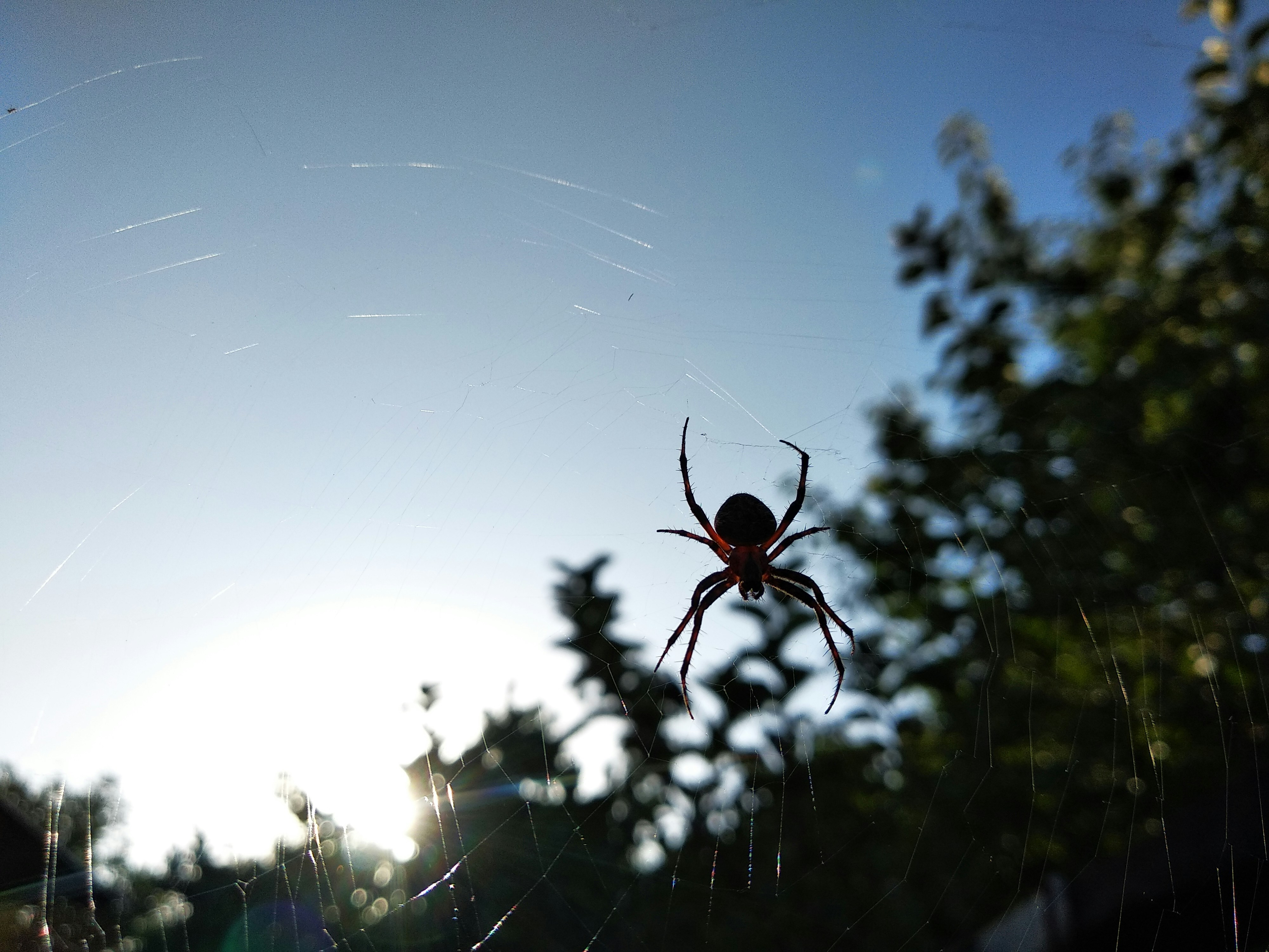 Insects & Spiders | 7 best free spider, insect, plant and invertebrate ...