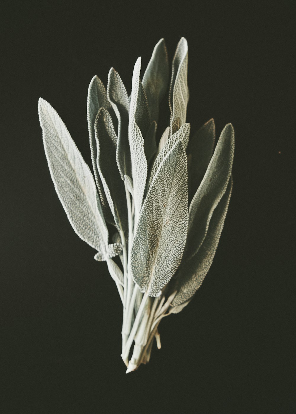 a close-up of a flower