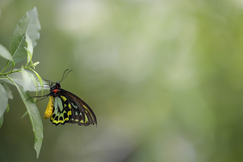 a butterfly on a leaf