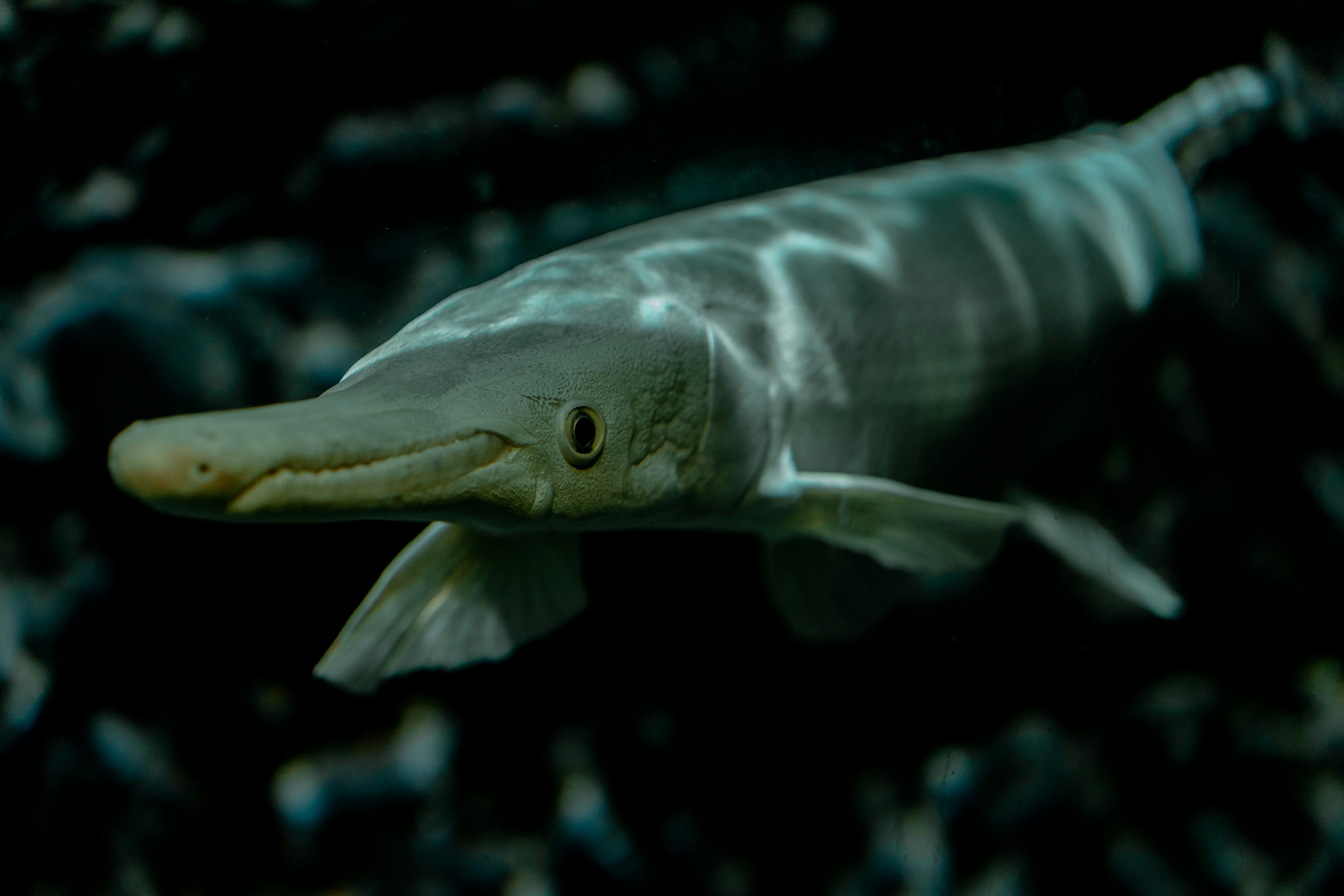 a close up of a fish