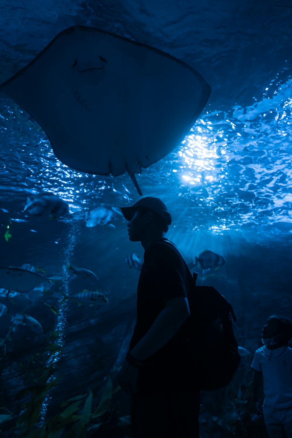 a person looking at a large fish