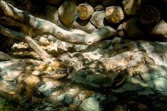 Two crocodiles rest on a rocky surface under dappled sunlight, surrounded by natural elements like stones, water, and overhanging branches. The setting appears to be a simulated natural habitat, possibly in a zoo or a conservatory, with a warm and natural ambiance.