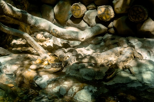 Two crocodiles rest on a rocky surface under dappled sunlight, surrounded by natural elements like stones, water, and overhanging branches. The setting appears to be a simulated natural habitat, possibly in a zoo or a conservatory, with a warm and natural ambiance.