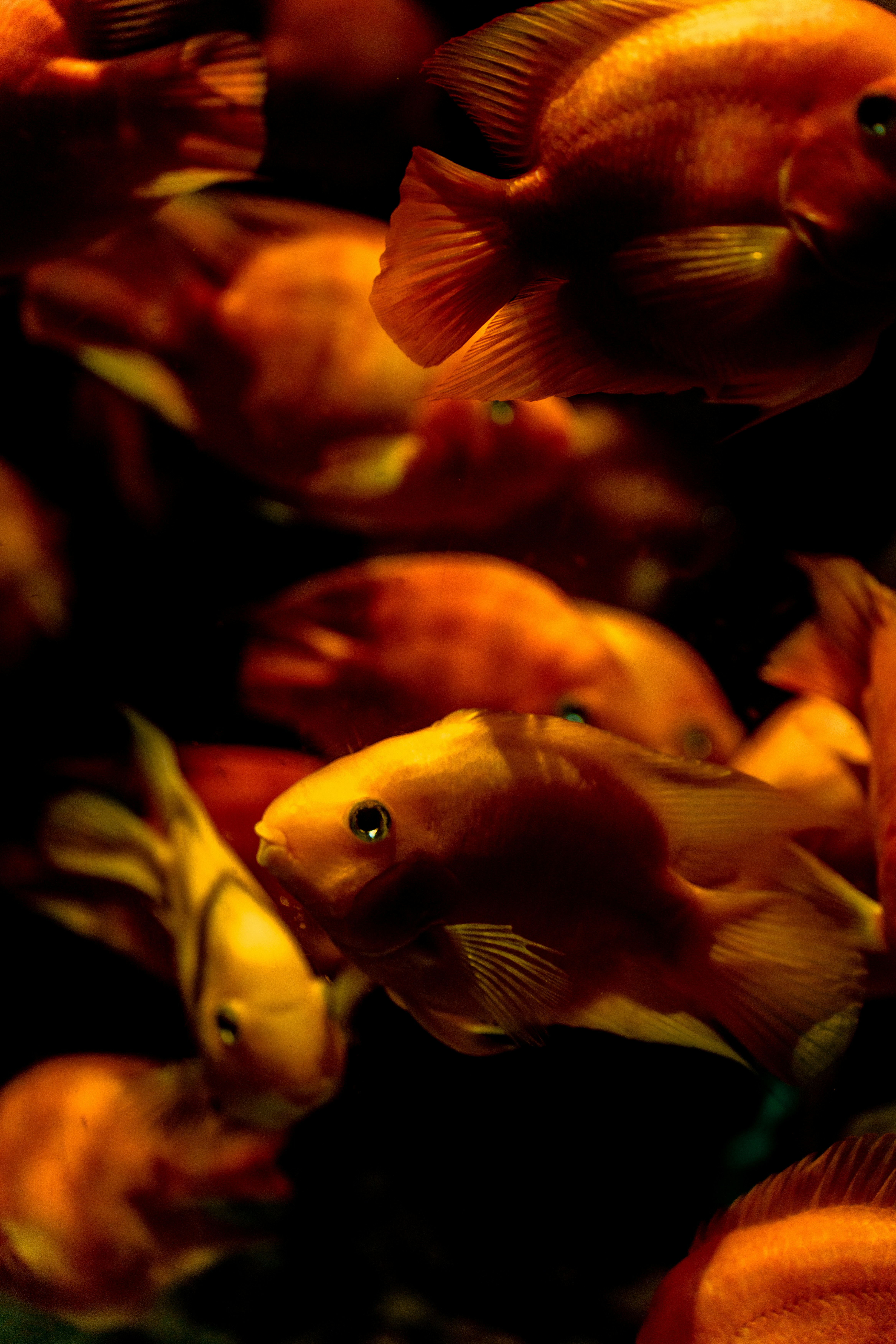 Close-up ikan