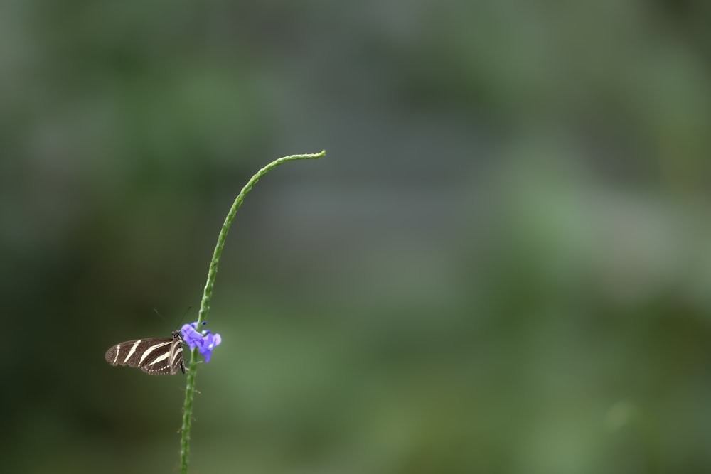 a caterpillar on a flower