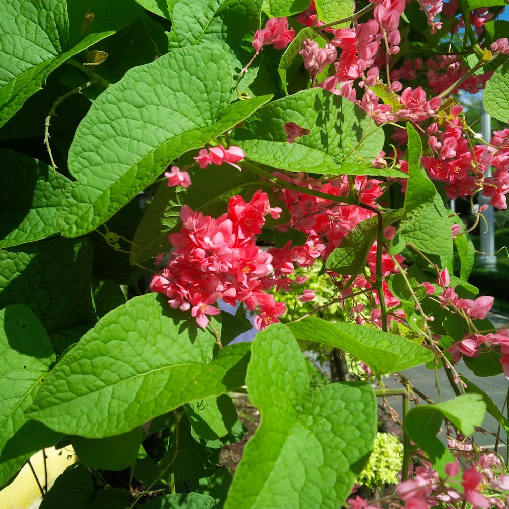 a group of flowers