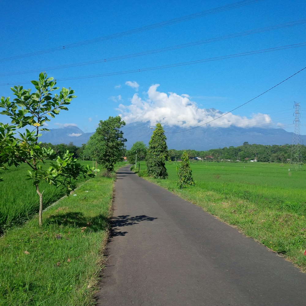 una strada alberata sul lato