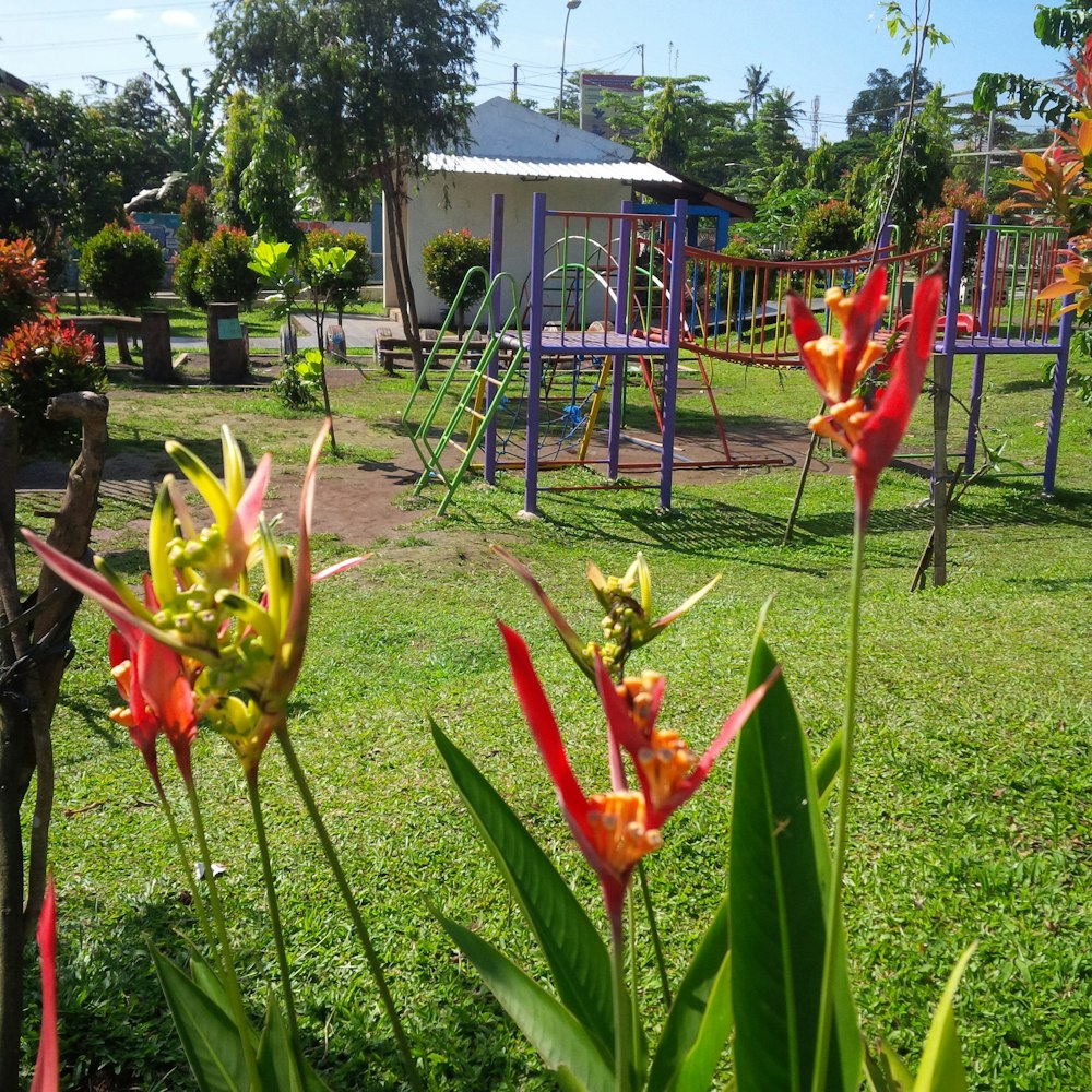 a group of flowers in front of a playground