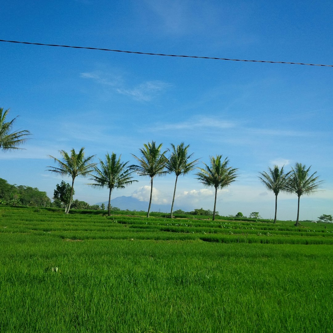 Plain photo spot Salatiga Jepara