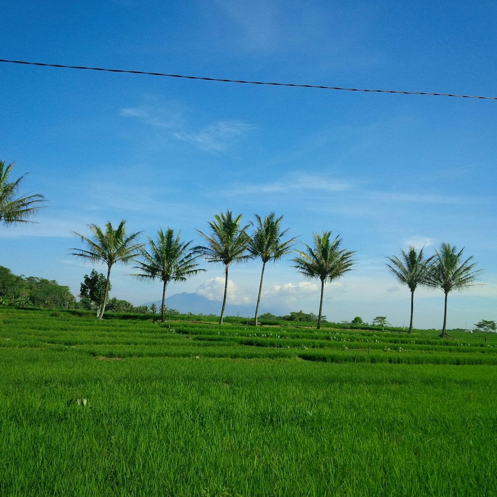 a grassy field with trees in the background