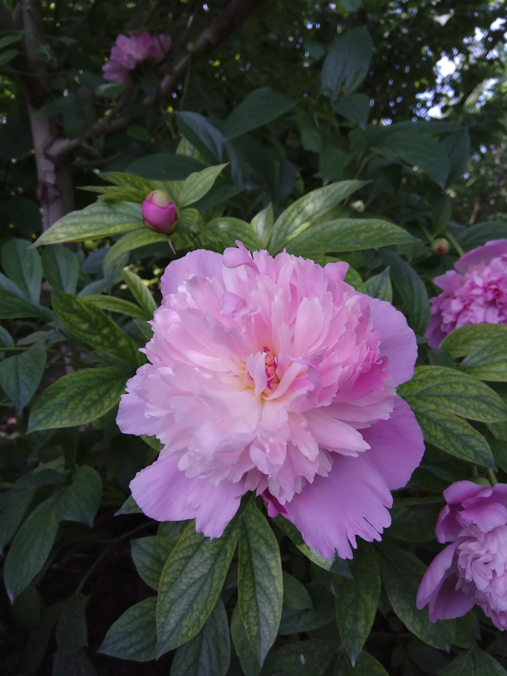 a pink flower on a bush