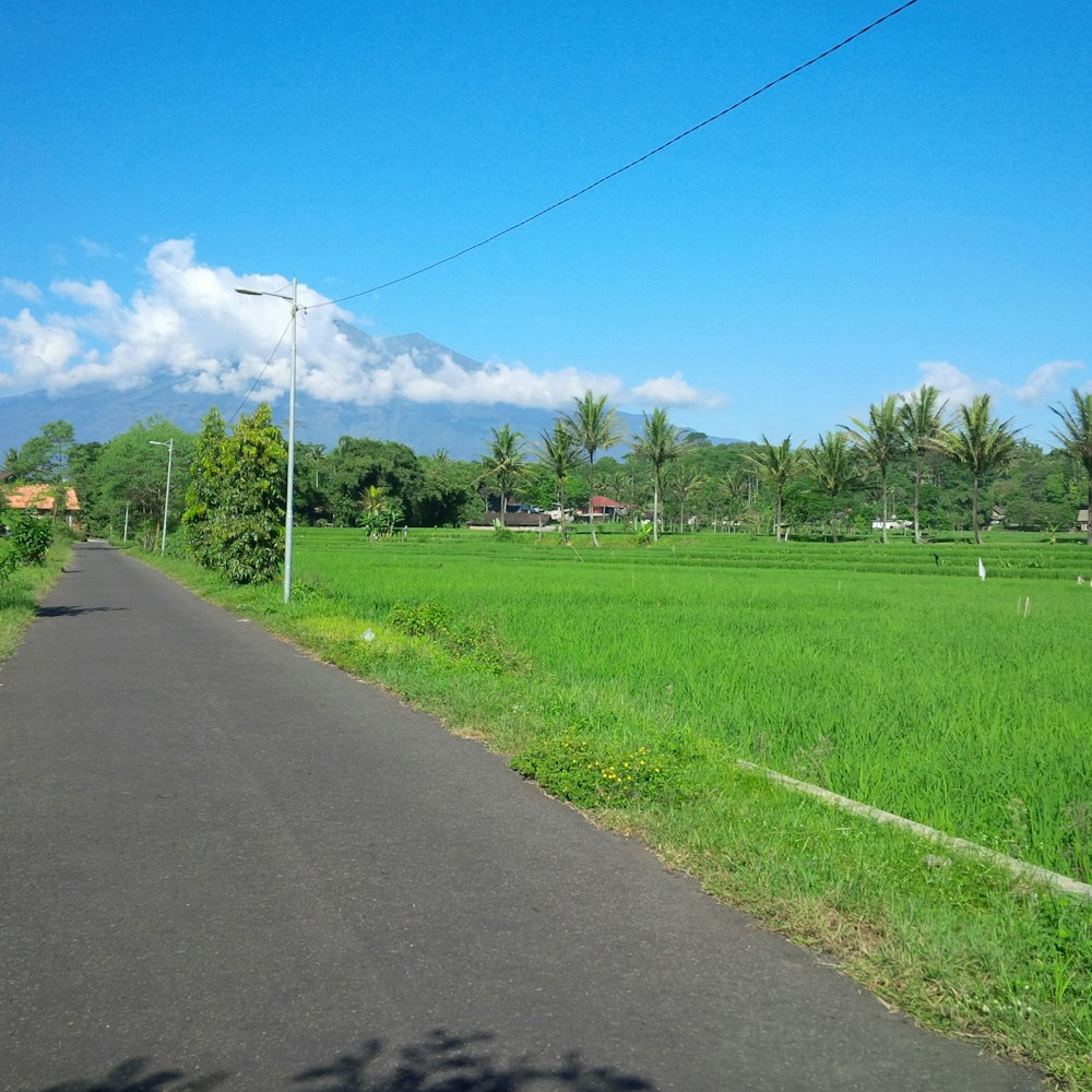 una strada con erba e alberi sul lato