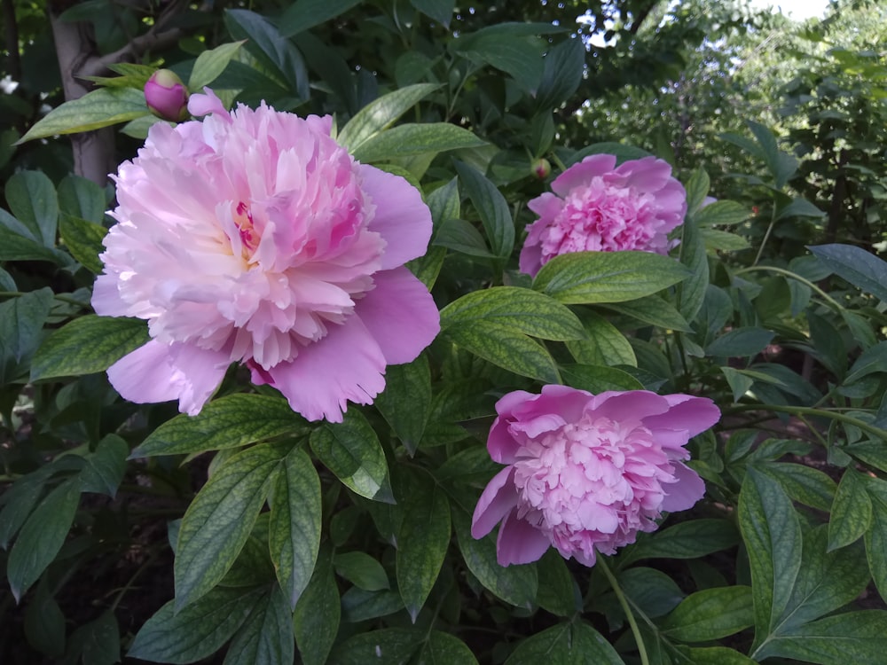 a group of flowers